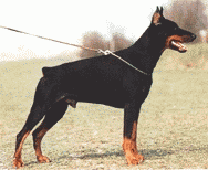 Doberman